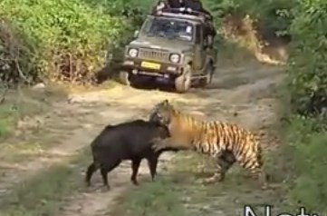 トラ vs. 巨大なイノシシ