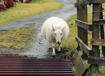 牛の通行防止グリルを渡る賢い羊