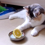 レモンと戦う猫