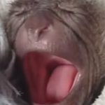テナガサルの赤ちゃんのあくび