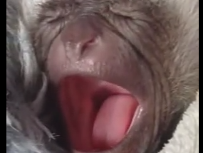 テナガサルの赤ちゃんのあくび