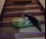 階段から転げ落ちる子猫