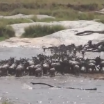 セレンゲティ国立公園のマラ川を渡るヌーの大群 2014年7月
