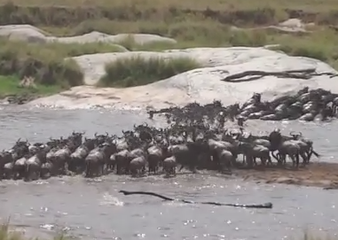 セレンゲティ国立公園のマラ川を渡るヌーの大群 2014年7月