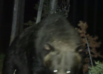 カメラに襲いかかる熊