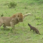 マングース vs. ライオン