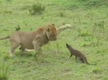 ライオン vs. マングース 戦い
