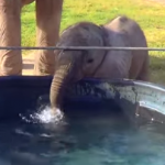 水に鼻を突っ込んで遊ぶゾウの赤ちゃん