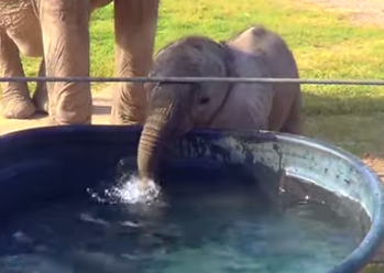 水に鼻を突っ込んで遊ぶゾウの赤ちゃん