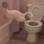 トイレで不味いミスをしてしまったネコ