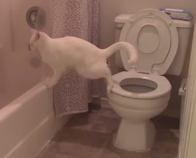トイレで不味いミスをしてしまったネコ