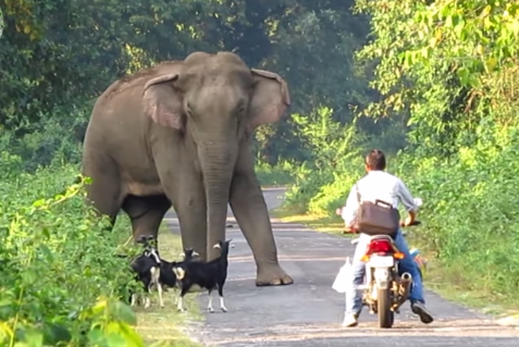 バイク乗りが路上でゾウと遭遇、ヤギの群れも恐怖で固まる