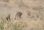 ライオンの群れの狩り、インパラをワンハンドキャッチ