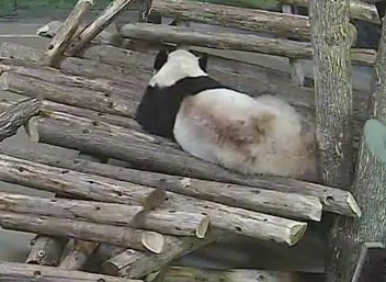 昼寝中の背中にリスが飛び乗り飛び起きるパンダ