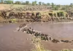 川を渡るヌーの大群のタイムラプス映像