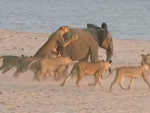 14頭のライオン vs. 1頭の象の子供