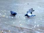 氷の上で滑りながら餌を食べるハト