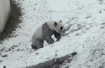 雪の中、坂を転がって遊ぶジャイアントパンダ