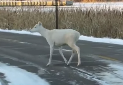 ミネソタ州の州立公園で発見された白い鹿の映像