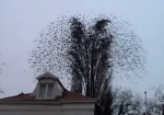 打ち上げ花火のように木から飛び立つ鳥の大群