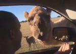 ラクダが車に顔を突っこみ観光客の食べ物を強奪