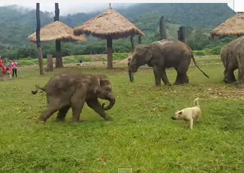犬を追いかける象の赤ちゃん、追いつけずイライラ