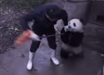 飼育員のホウキを奪おうとするパンダの子供