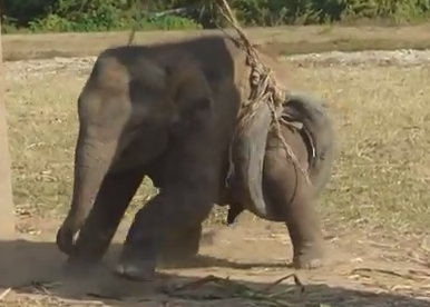タイヤに足がはまってしまった象の赤ちゃん