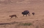 ライオンに襲われるバッファローの子供を仲間が守る映像