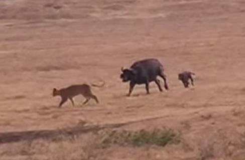ライオンに襲われるバッファローの子供を仲間が守る映像
