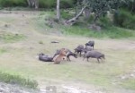 1頭のトラ vs. 水牛の群れ