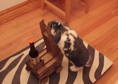 ビールを運んでくれるウサギ
