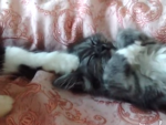 猫が眠っている子猫を叩き起こす映像