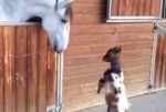 馬 vs. ドワーフ山羊