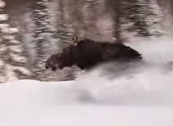 深雪を凄い勢いで走り抜けるヘラジカ