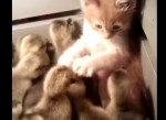 子猫がアヒルの雛に囲まれピンチ
