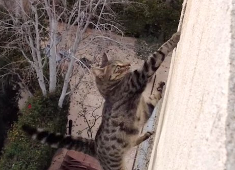 【猫凄い！】3階から落下したニャンコの運命は！？