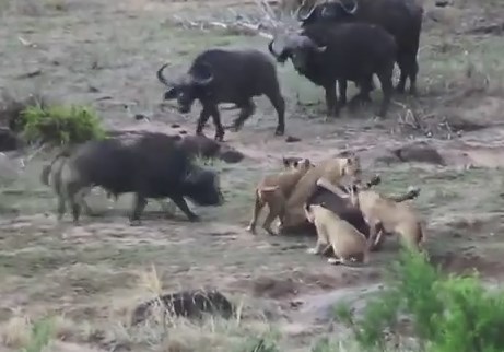 ライオンの群れに食べられそうな仲間を救出するバッファロー