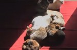 猫が太陽の光を求めて移動していることが分かる映像