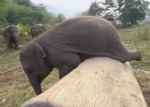 不器用な象の赤ちゃん