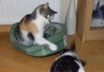 猫 vs. フレンチブルドッグ ベッドをめぐる戦い