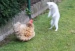 猫 vs. ニワトリ
