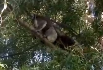 コアラがライバルを木の上から突き落とす映像