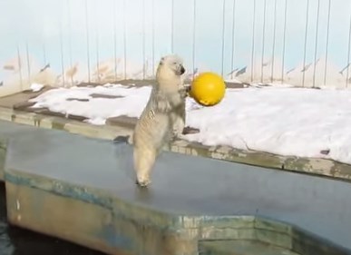 やたら元気な釧路動物園のホッキョクグマ