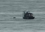 凍ったエリー湖の上を彷徨うワンコをプロペラボートで救出