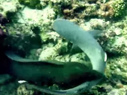 サメを襲うウツボの映像
