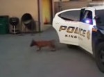 警察犬の訓練を受ける生後14週間のワンコ