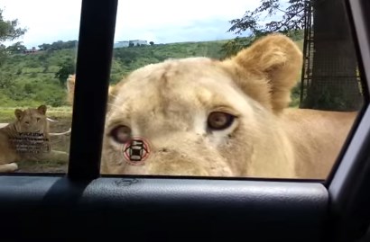 サファリパークでライオンが車のドアを開けあわや大惨事に