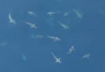 メキシコ湾に現れたサメの大群の映像