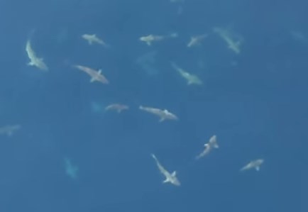 メキシコ湾に現れたサメの大群の映像